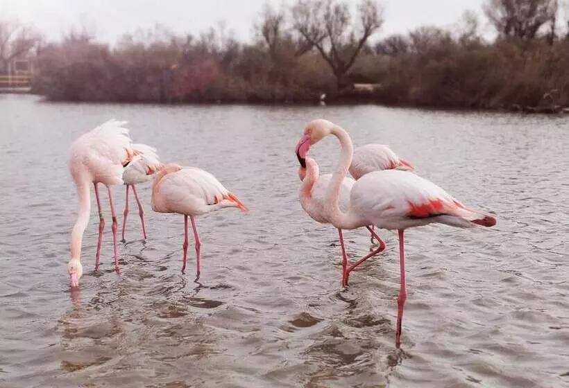 Hotel L Auberge Camarguaise
