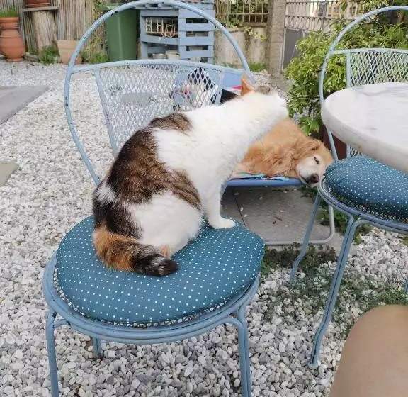 Alla Tana Del Bianconiglio