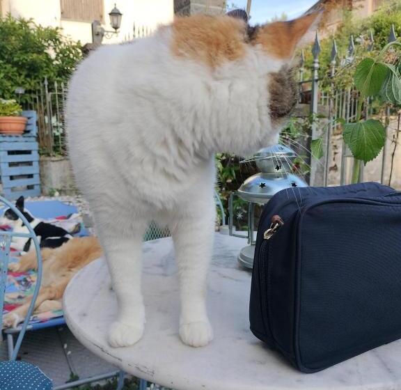 Alla Tana Del Bianconiglio