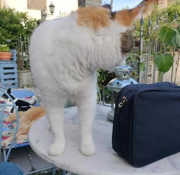 Alla Tana Del Bianconiglio