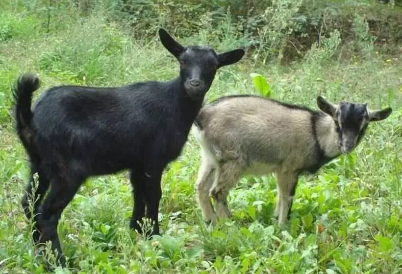 Aamiaismajoitus (B&B) Al Giardino Degli Etruschi