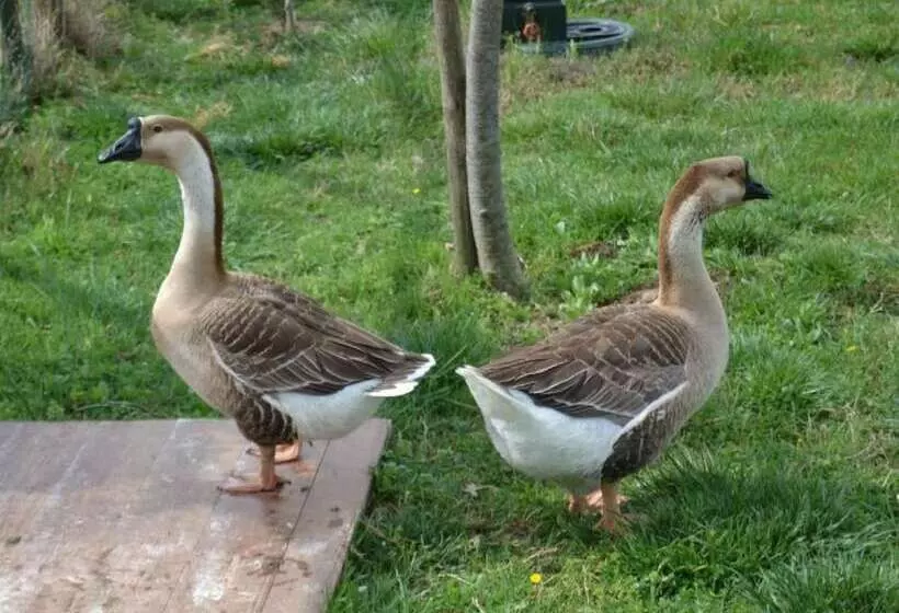 Aamiaismajoitus (B&B) Al Giardino Degli Etruschi