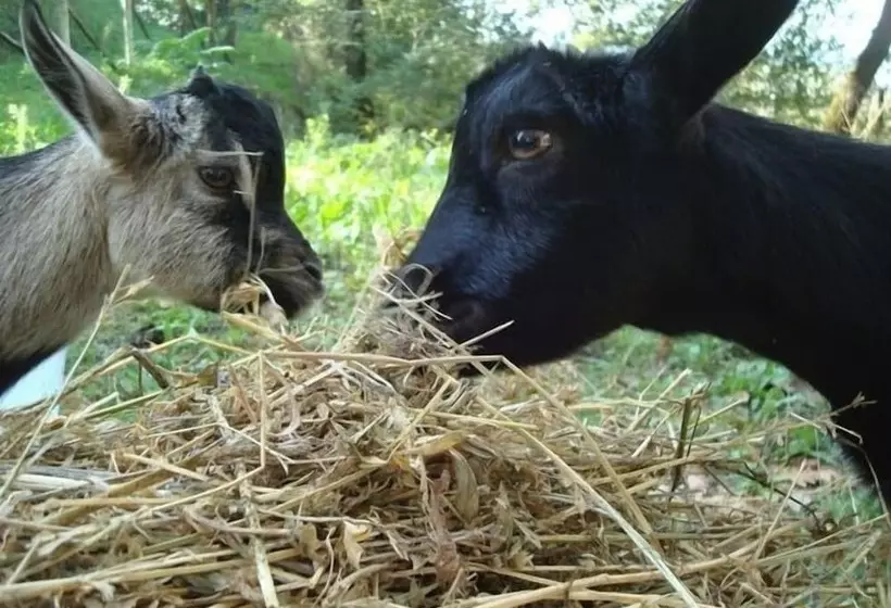 Aamiaismajoitus (B&B) Al Giardino Degli Etruschi