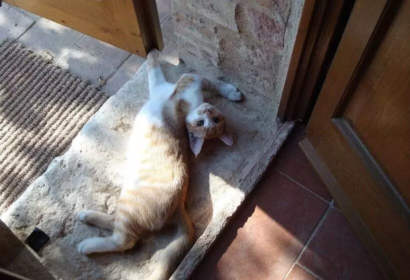 Aamiaismajoitus (B&B) Al Giardino Degli Etruschi