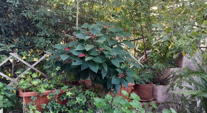 住宿加早餐  Le Calle