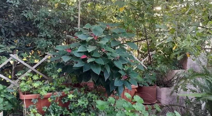 Aamiaismajoitus (B&B) Le Calle