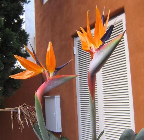 تختخواب و صبحانه Rose Lodge