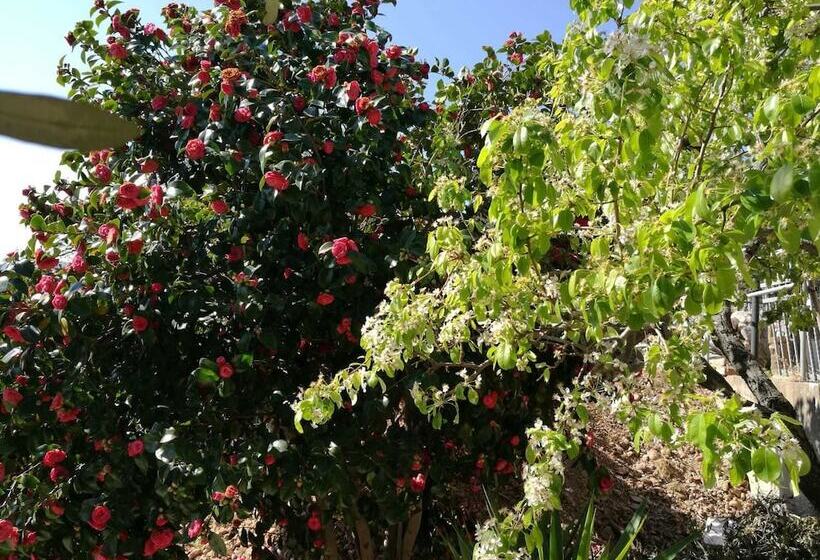 تختخواب و صبحانه Bellavista