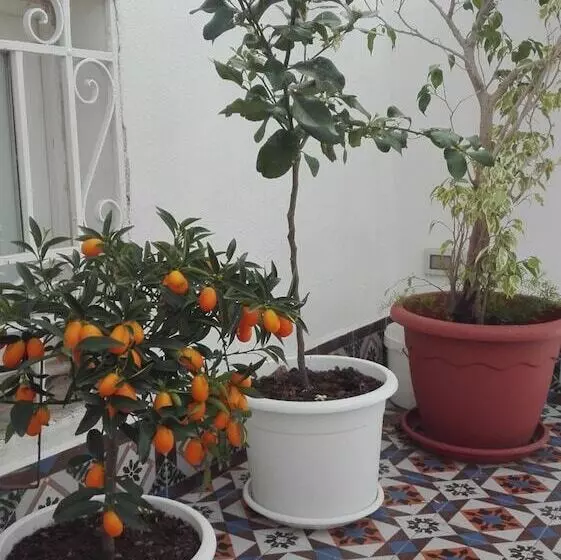 تختخواب و صبحانه Demetra Rooms