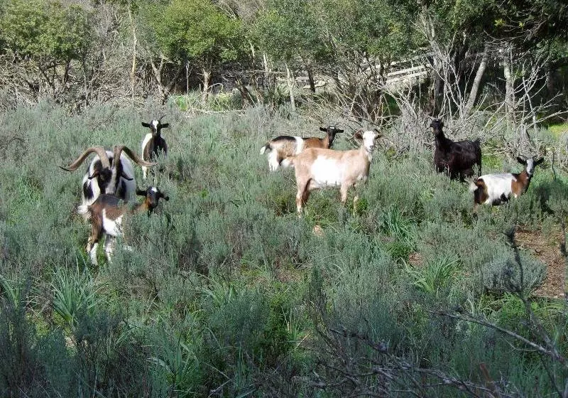 ベッドアンドブレックファースト Stazzu La Capretta Farm Camping & Guest Rooms