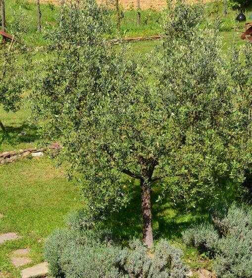 هتل روستایی Agriturismo Al Podere Di Rosa