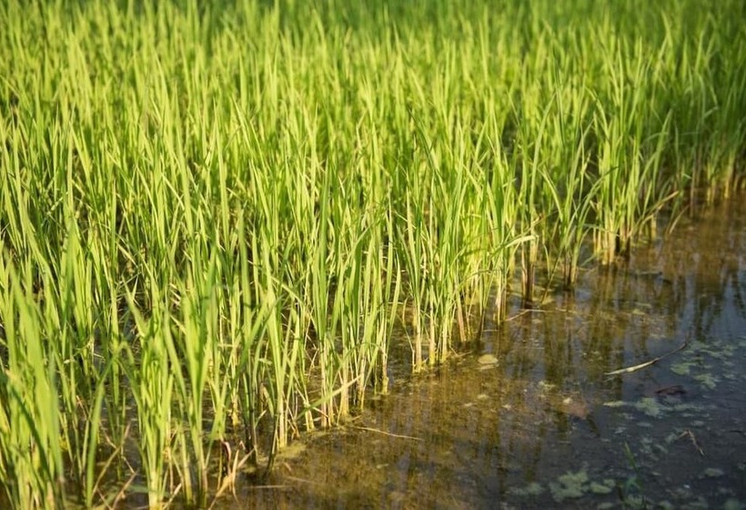 בית מלון כפרי Azienda Agricola Le Colombare