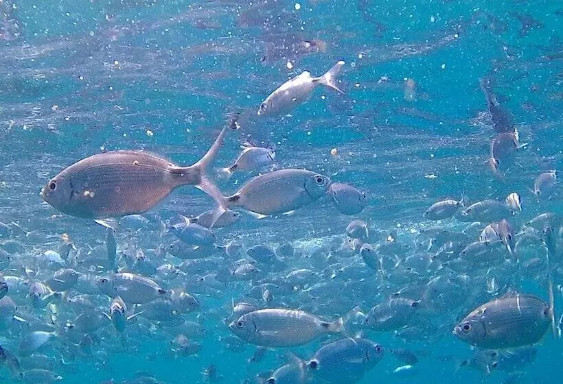 ホテル Scugnizza Smeralda