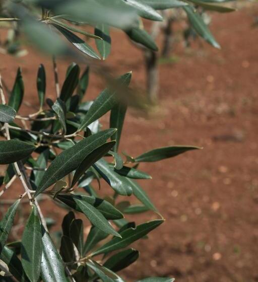 تختخواب و صبحانه Regina Di Ulivi