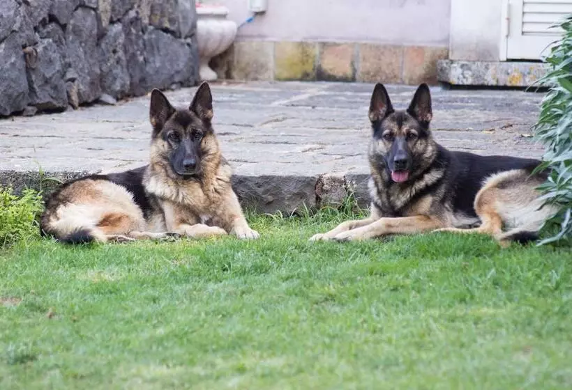 ベッドアンドブレックファースト La Casa Del Panorama