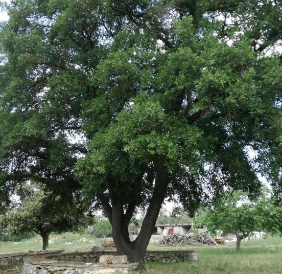 住宿加早餐  Supramurgia Agribistrot