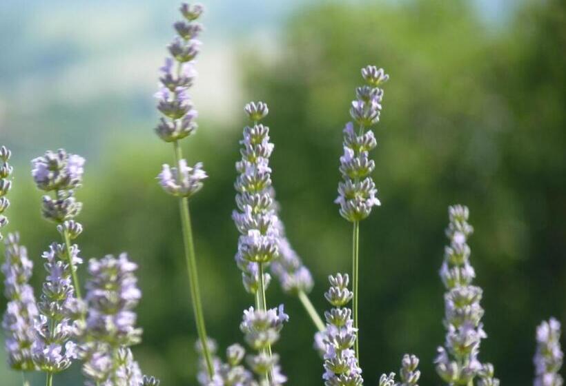 Country House Il Sassòne