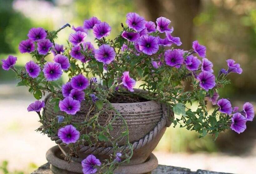 Country House Il Sassòne