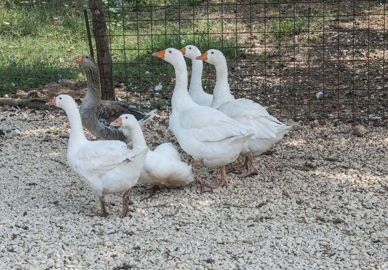 Agriturismo Kelle Terre