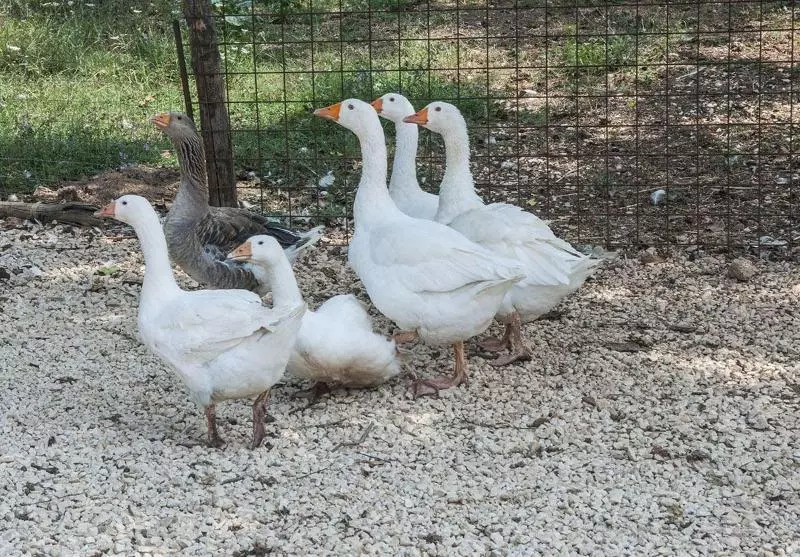 Agriturismo Kelle Terre