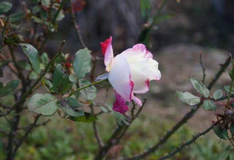 בית מלון כפרי Agriturismo Bonzalone