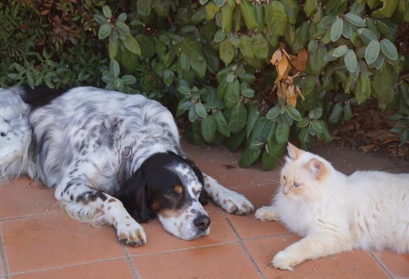 בית מלון כפרי Agriturismo Bonzalone
