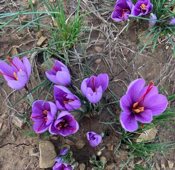בית מלון כפרי Agriturismo Il Puntoncino