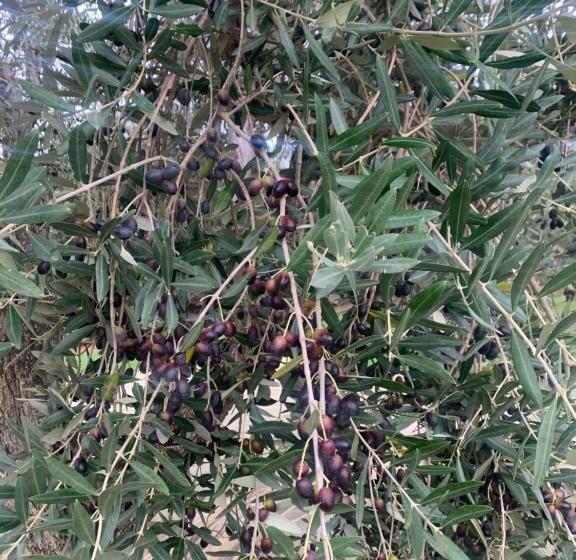 בית מלון כפרי Agriturismo Il Puntoncino