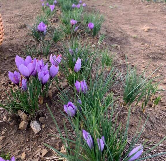 בית מלון כפרי Agriturismo Il Puntoncino