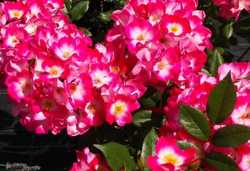 בית מלון כפרי Agriturismo I Colli