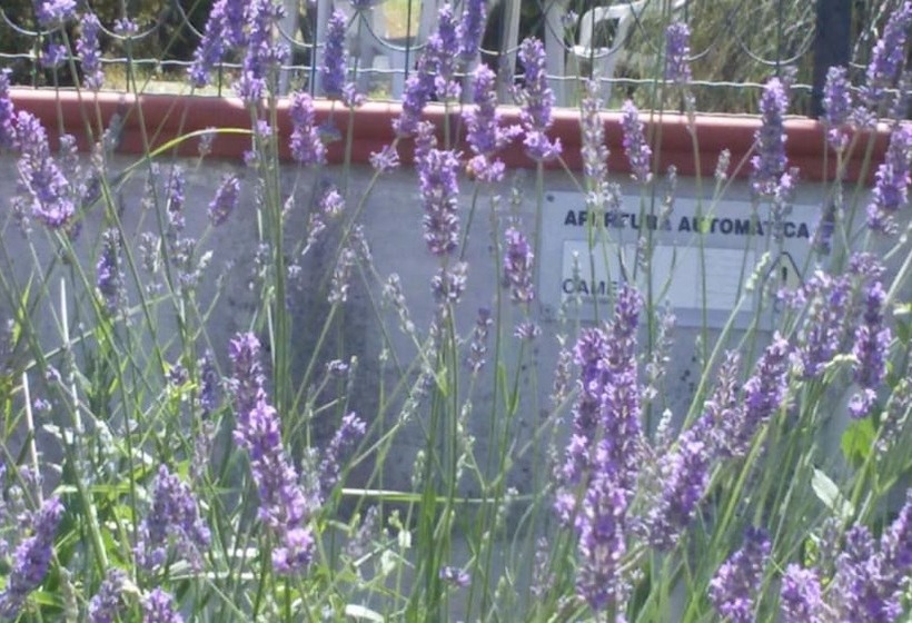 مبيت وإفطار Amor Di Lavanda