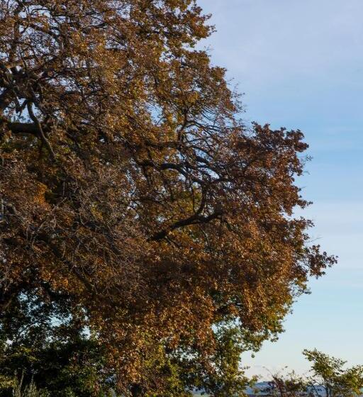 مبيت وإفطار Amor Di Lavanda