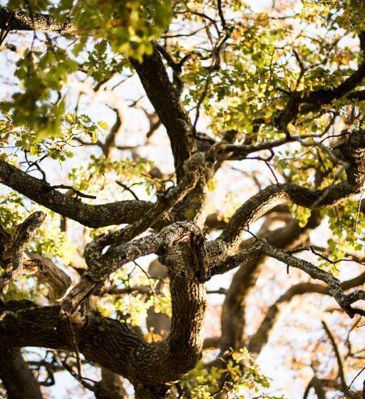 مبيت وإفطار Amor Di Lavanda