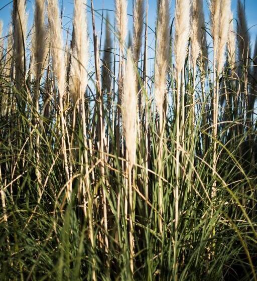 مبيت وإفطار Amor Di Lavanda