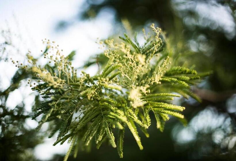 مبيت وإفطار Amor Di Lavanda