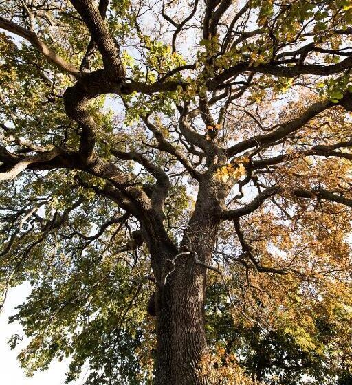 مبيت وإفطار Amor Di Lavanda