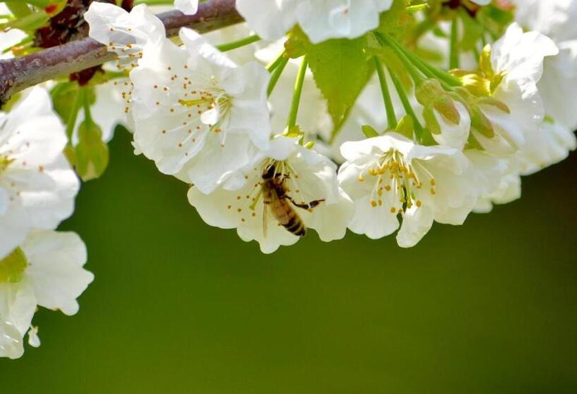 Пансион Casale Del Gelso