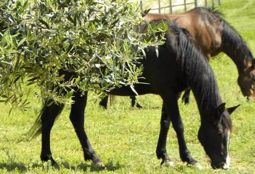 Aamiaismajoitus (B&B) Macchiabuia