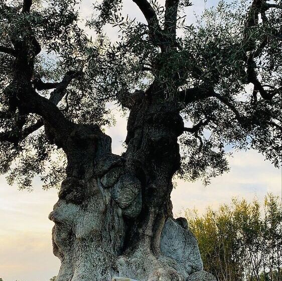 Bed and Breakfast Masseria San Francesco