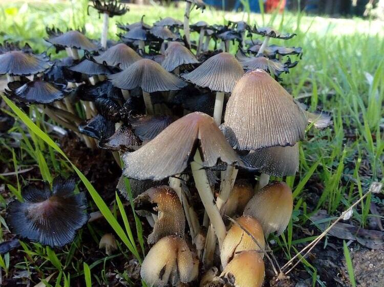 Отель Camping Valle Dei Templi