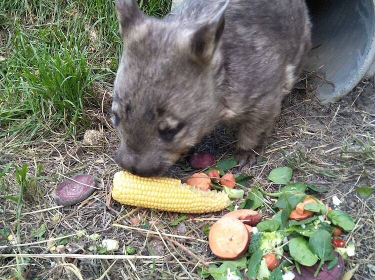 Pensión A Twist Of Willow