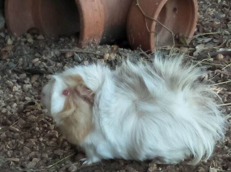 Pensión A Twist Of Willow