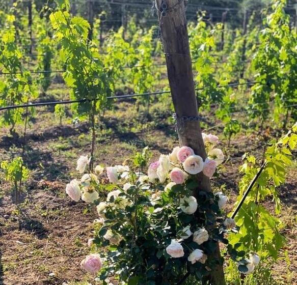 ベッドアンドブレックファースト Tenuta Santa Caterina