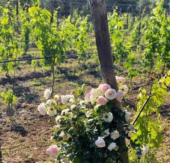 Aamiaismajoitus (B&B) Tenuta Santa Caterina
