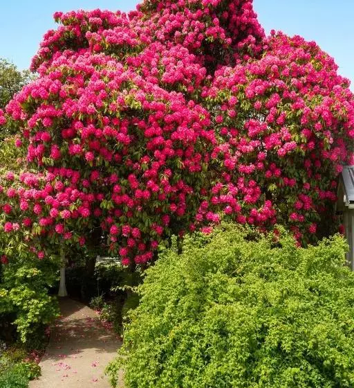 Motelli Anabel's Of Scottsdale