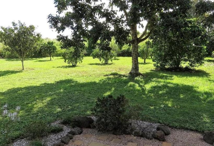 Gumtree On Gillies Bed And Breakfast