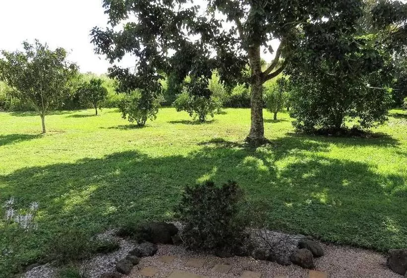 Gumtree On Gillies Bed And Breakfast