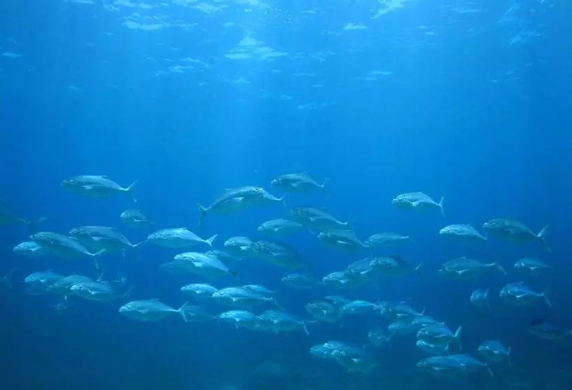 リゾートホテル Mackerel Islands