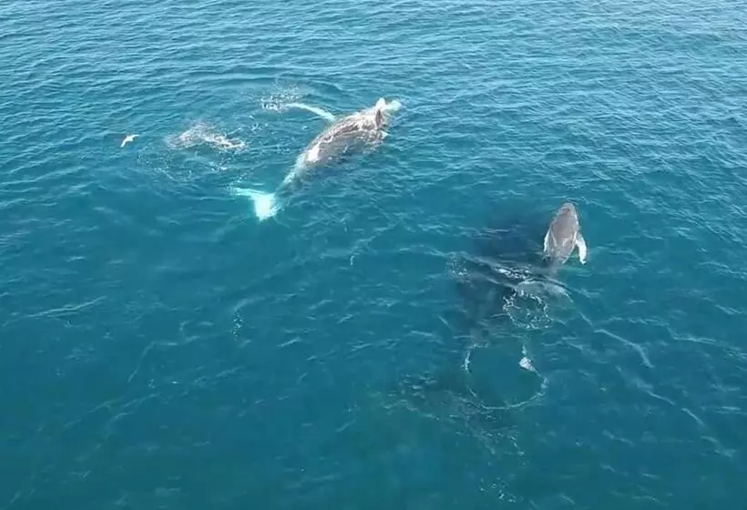 リゾートホテル Mackerel Islands