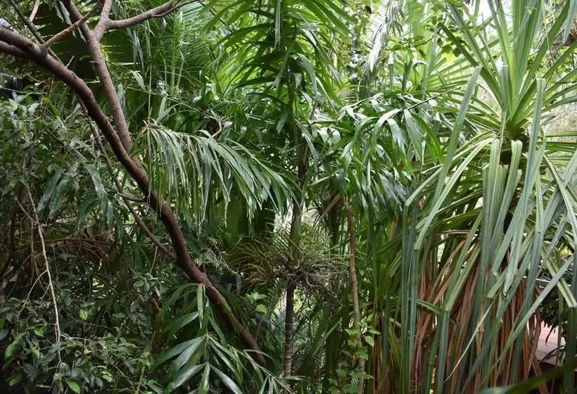 ベッドアンドブレックファースト Oskar's Rain Forest Retreat